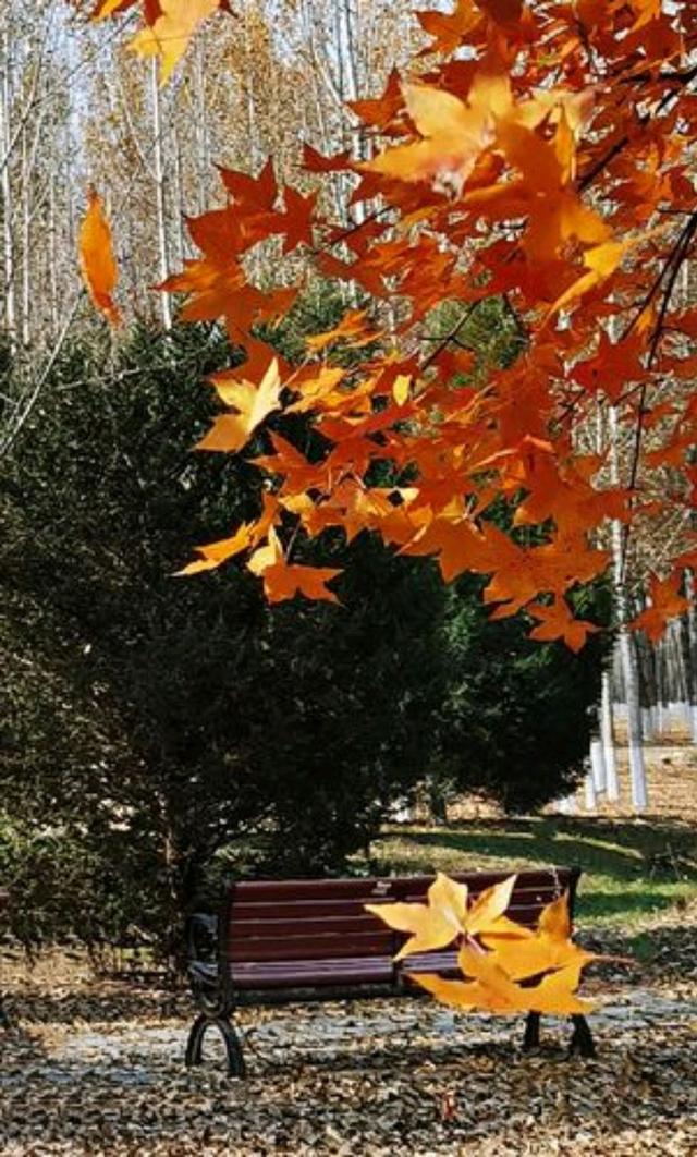 关于安静的心情的散文，散文《安静》（余生做一个温柔而安静的人）