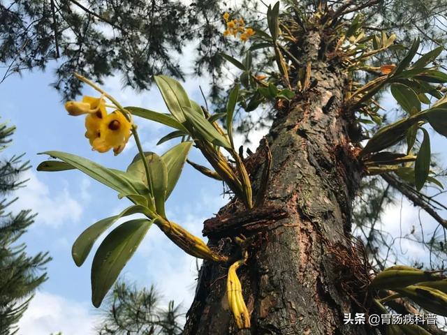 曼陀罗花的图片，曼陀罗花是什么（301味中药材的原植物彩色图谱）