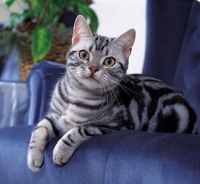 美短猫真的好养吗，养到的人都很幸运