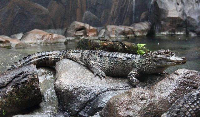 夏朝灭亡是因为皇帝吃龙吗，夏朝真的有龙吗（民间传说称夏朝人吃了最后的2条龙）