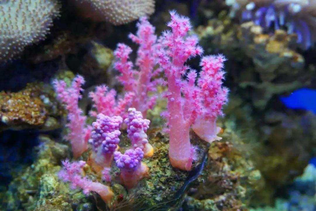 世界上最大的海,面积相当于中国国土面积的一半——珊瑚海