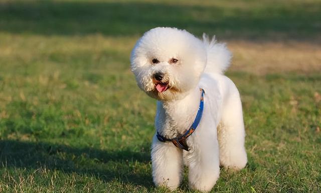 比熊和泰迪详细对比，比熊犬和泰迪犬有哪些区别