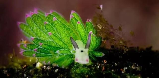 兽人世界基本设定，战锤40K里的兽人有望成为现实