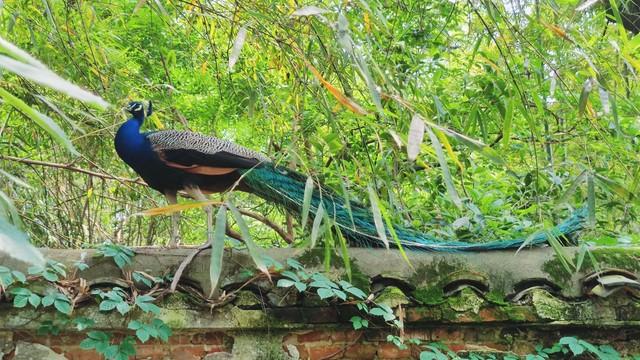 做什么梦说明爱情要来了，什么梦预示真爱到了（爱情魅力追求梦）