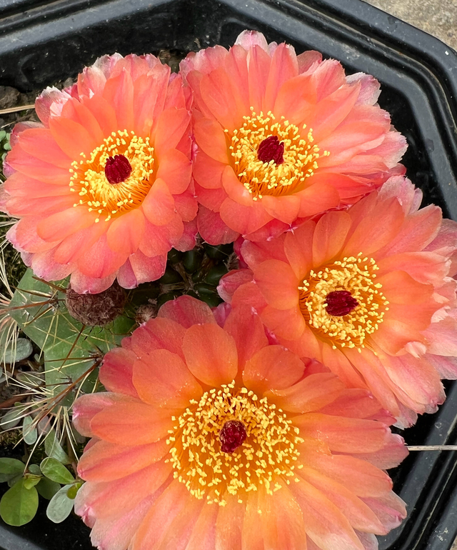 仙人掌不是花，没法让人捧在手心上。，仙人掌有什么品种（花大色艳开满了图片）