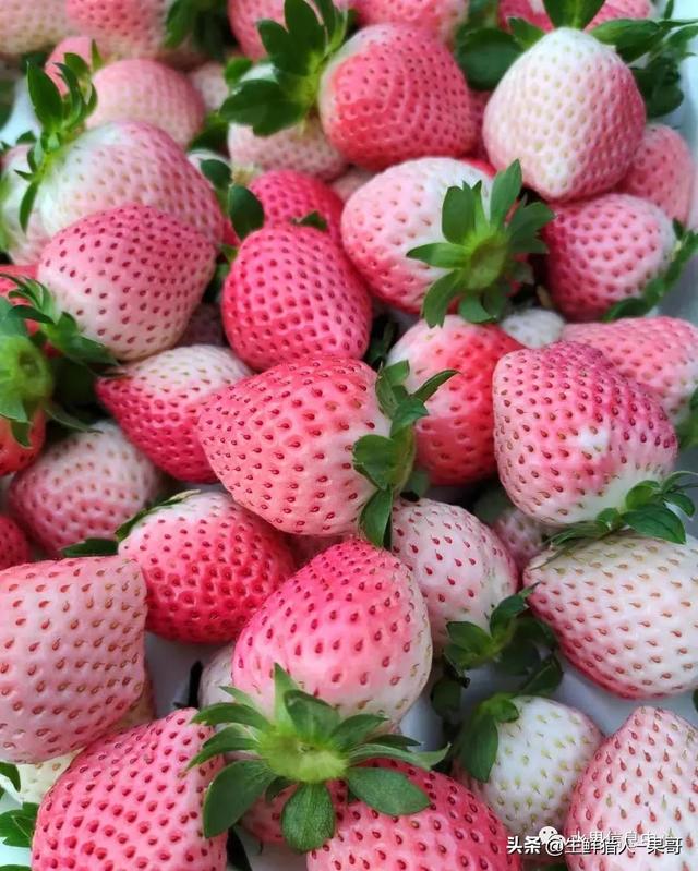 九九草莓特点，九九草莓有几个品种（中国草莓主要产地分布及品种介绍）
