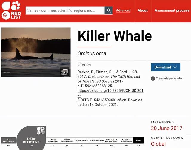 虎鲸英文介绍，虎鲸是海豚?海豚和鲸有什么不同（海洋霸主虎鲸 ， 科普）