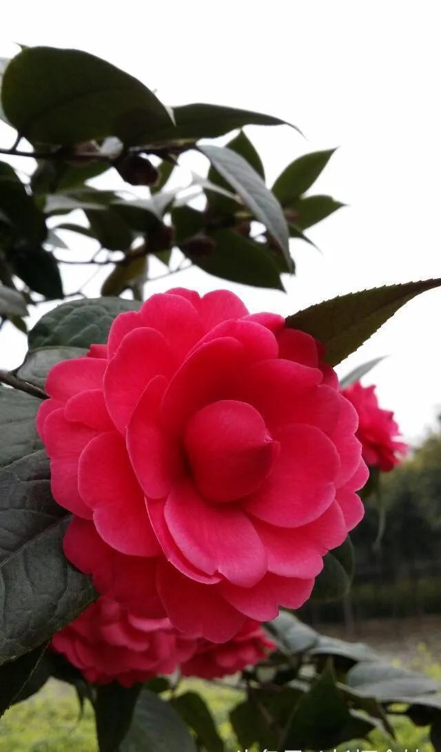 山茶花图片 唯美(清新淡雅山茶花) - 彝家农业网