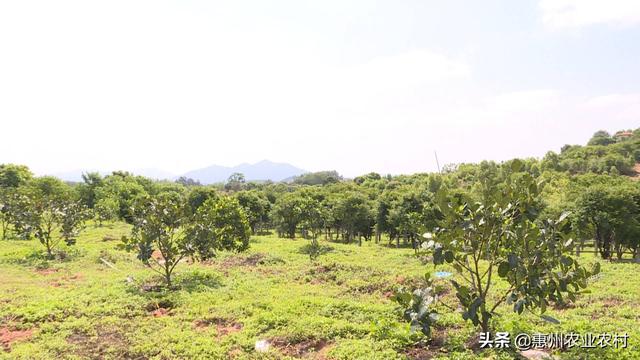 嘉宝果是什么水果，惠州惠东：嘉宝果成熟了