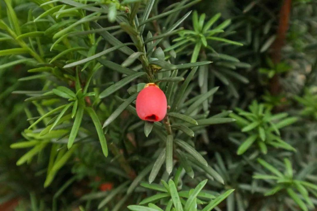 冬天冻不死的常绿植物，冬天冻不死的常绿植物有哪些（四季常青又耐寒的绿植）