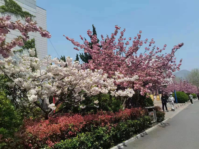 山东外贸职业学院宿舍，2021级山东外贸职业学院新生开学时间和入学指南及入学军训考试（山东外贸职业学院樱花季）