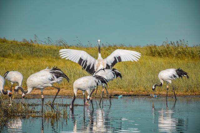 印度的国鸟是什么，各个国家的国鸟是什么（揭秘为什么中国还没有“国鸟”）