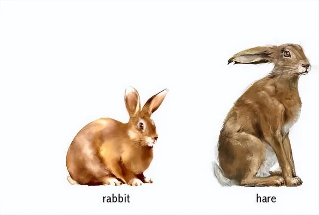 怎样训练兔子被抱，怎样抱兔子不会挣扎（兔兔这么可爱，怎么可以…）