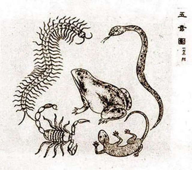 然后任由这些毒虫在罐中相互撕杀吞噬,最终存活留下的绝毒虫王,即为"