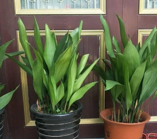 客厅适合养什么花，客厅适合养什么花和植物好风水（堪称“不死花”）