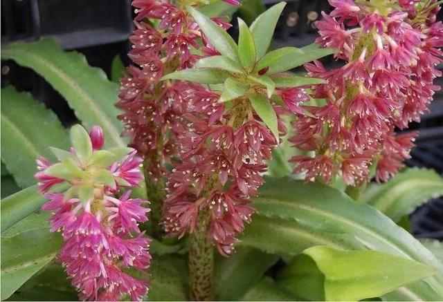 鲜花的花语和花的数目的寓意，鲜花数量的寓意（100种迷人的“数字花”）