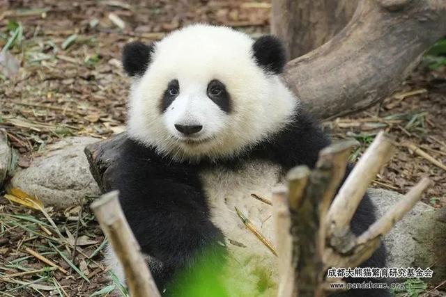 ​游客认错花花，就是那个三角形饭团~