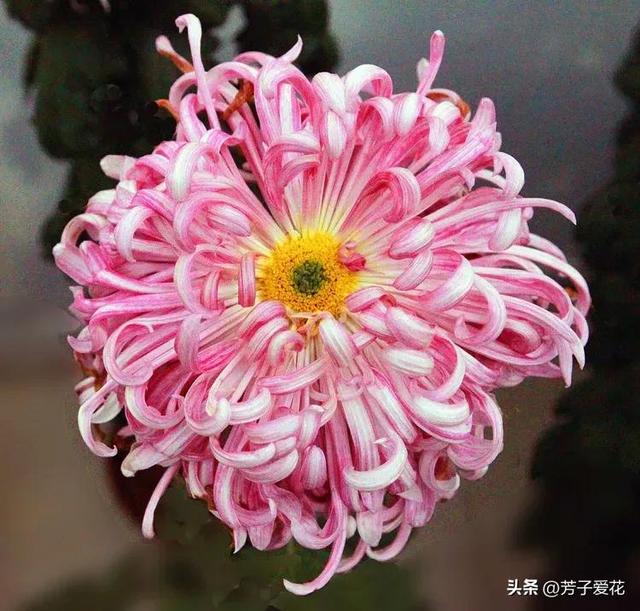 菊花的品质和精神，菊花代表着什么精神品质（粉黛舞魅的菊花品种）