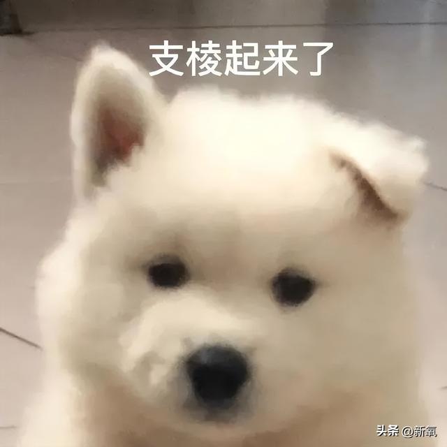 社会摇教学基本动作，社会摇基础动作教程（“校内丑关我校外什么事”越来越疯狂了）