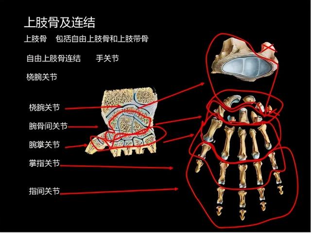 大拇指的作用是什么，大拇指的作用是什么这个动作被称为什么（它才是五根手指里的“老大”）