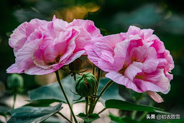 赞美花的句子，冬天赞美花的句子（晚秋春色木芙蓉古诗五首）