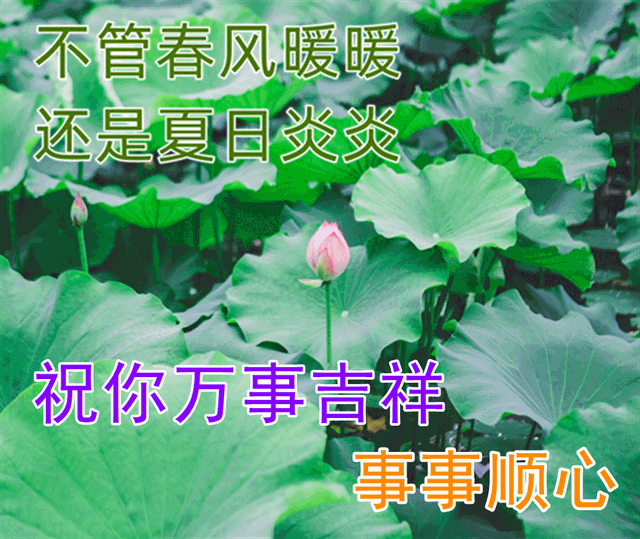 朋友圈动态背景，微信朋友圈动态背景怎么设置（夏日早上好动态祝福图片）