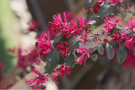 春天开的常见的花，春天的花有哪些（春天的花有哪些 名字）