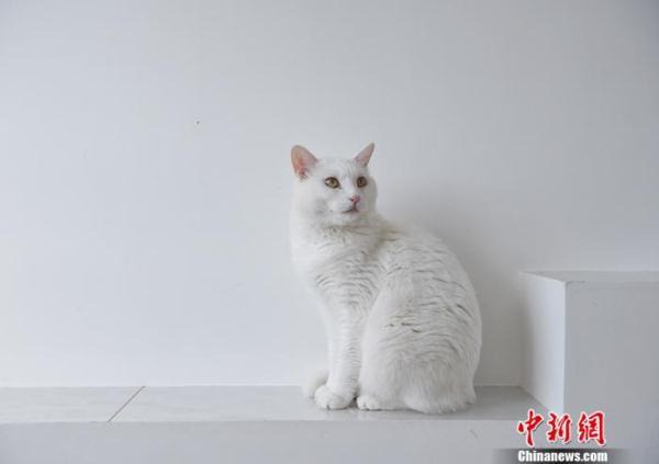 养猫要花多少钱 养猫一年的费用是多少