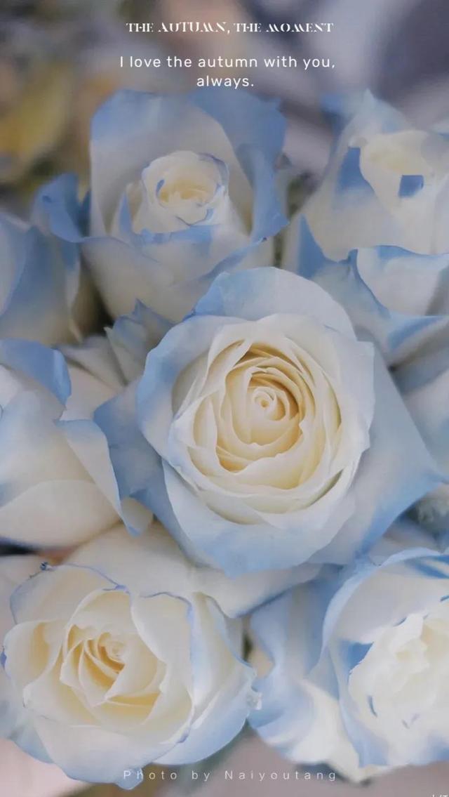 碎冰蓝玫瑰花语，碎冰蓝玫瑰花语和寓意（碎冰蓝玫瑰，星辰大海）