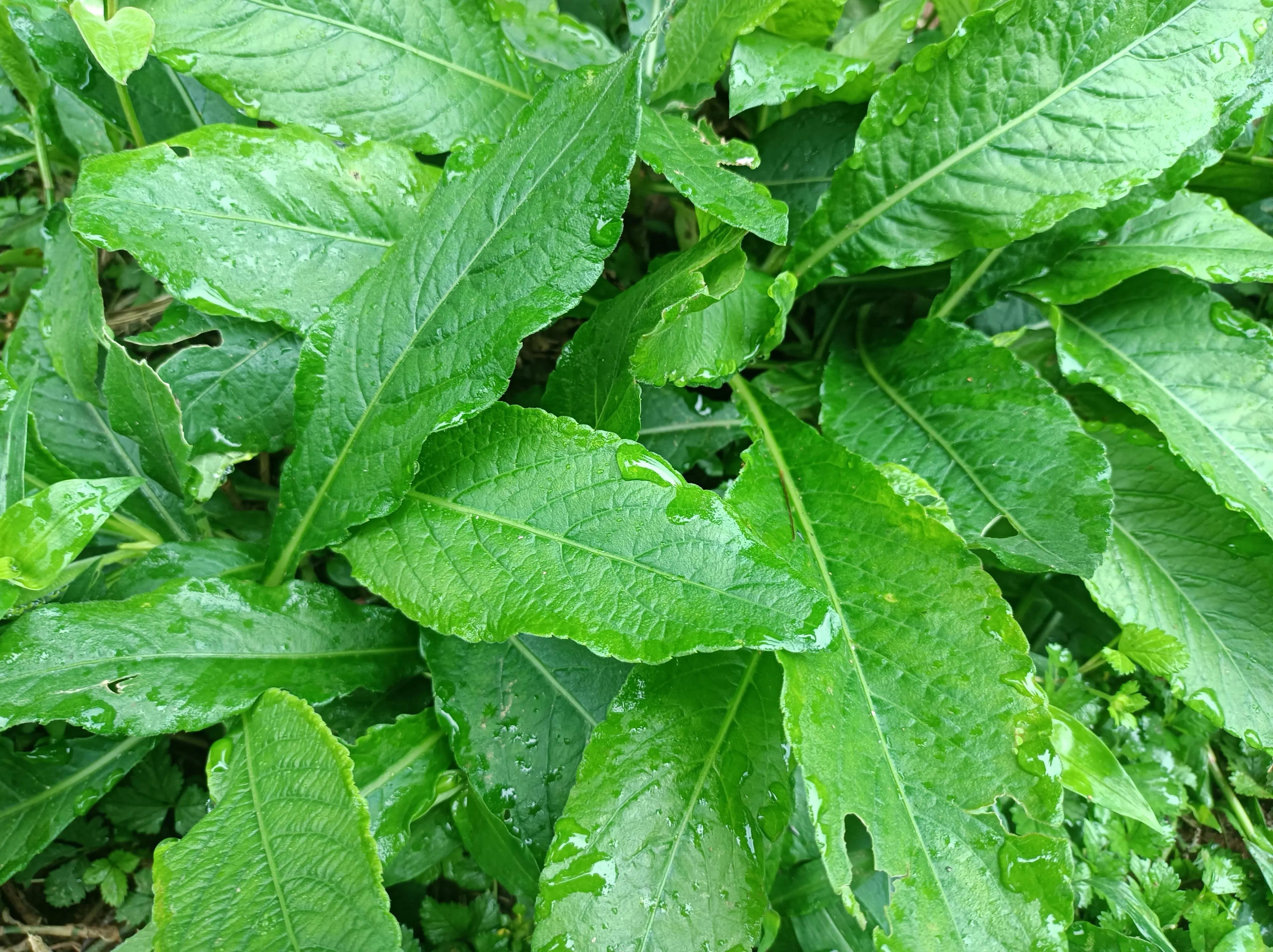 若你在墙角发现这种野草,请不要当杂草拨掉了,用来炖汤是一绝