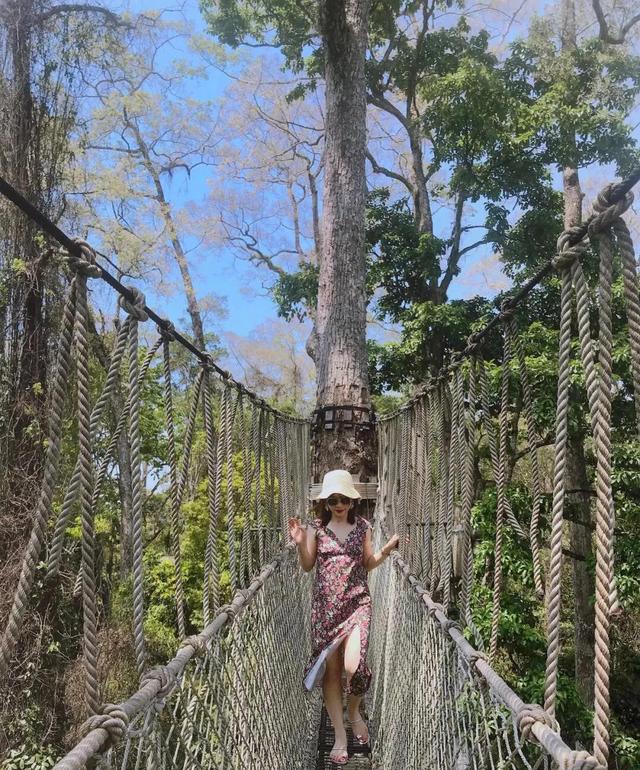 望天树，中国最高的树——望天树（望天树景区旅游攻略）