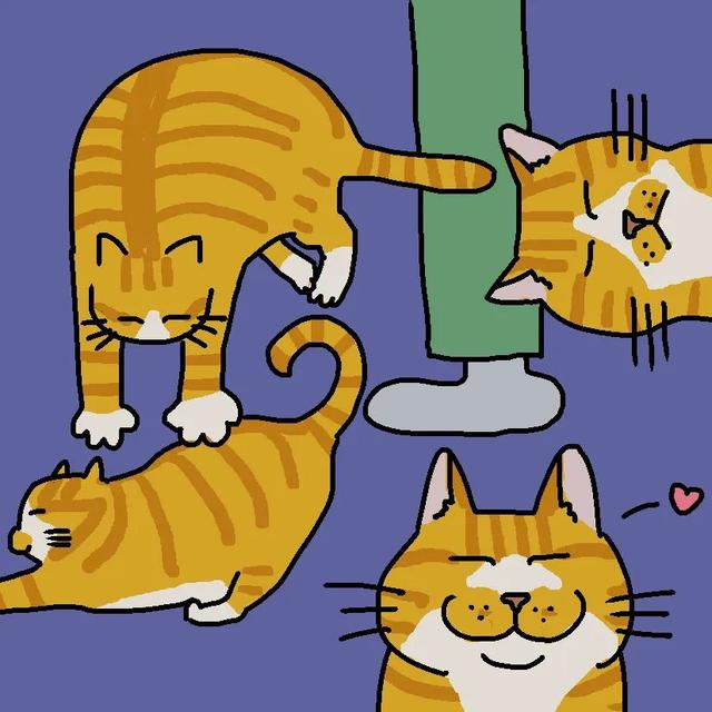 如何读懂猫的叫声语言，猫的叫声对话（一次性教你看懂猫咪语言）