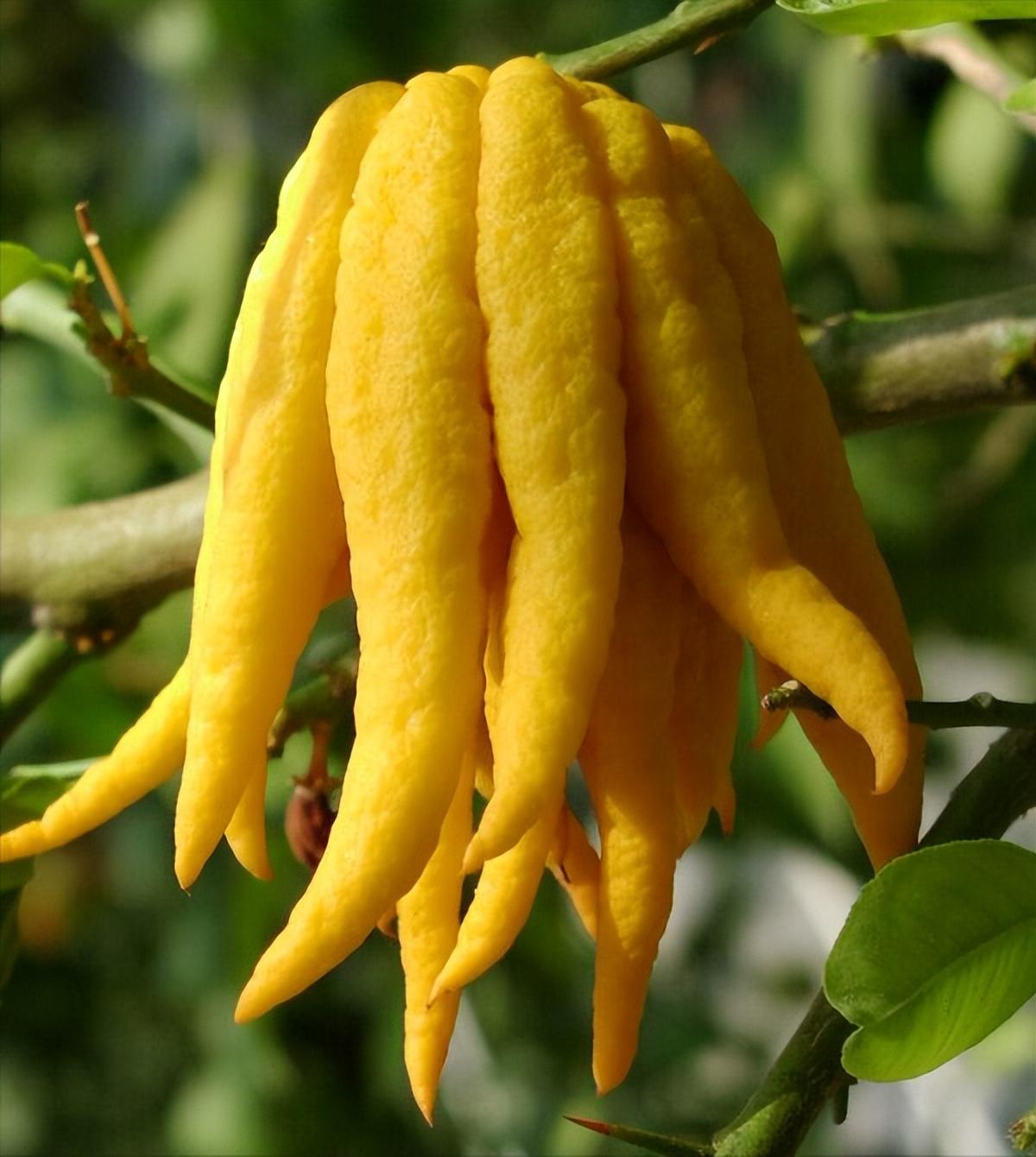 佛手柑,每日一味抗癌中药——佛手 - 以定网