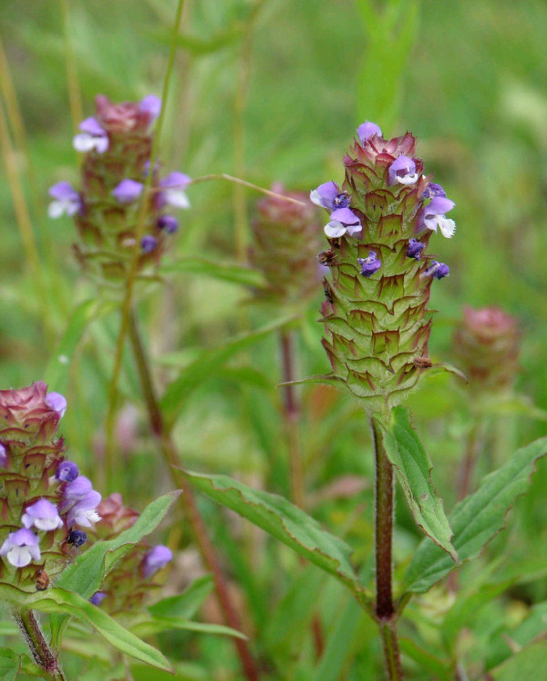 农村能吃的100种野菜图片，有哪些野菜可以吃