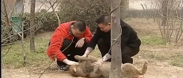 狼的寿命，北极狼的寿命（2008年陕西男子捡到一条“狗”）