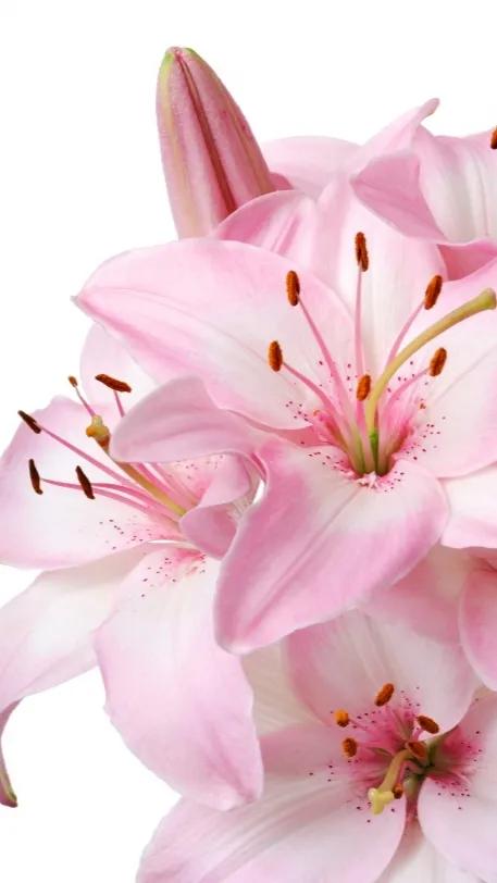 百合花仙子图片大全(花中的仙子一一百合花壁纸) - 彝家农业网