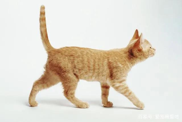 猫咪的尾巴竖起来是什么表现，猫咪像电线杆一样的尾巴可以给我们传递什么信息呢