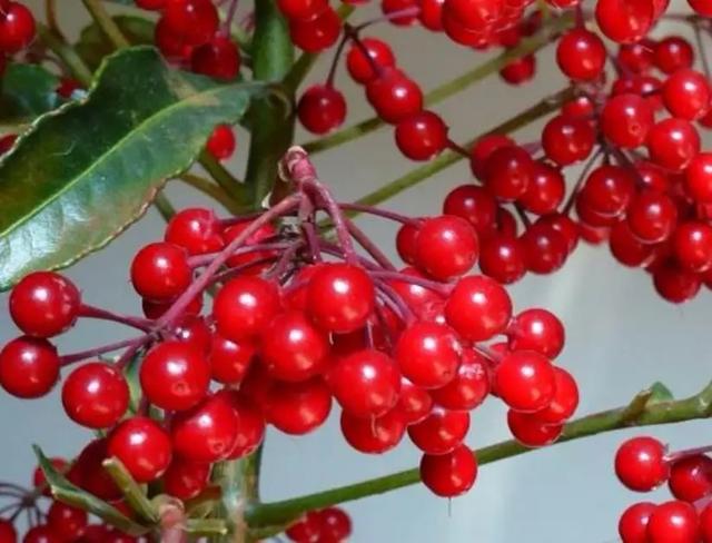 室内养什么花最好，适合家里养的18种花（空气质量高很美观）