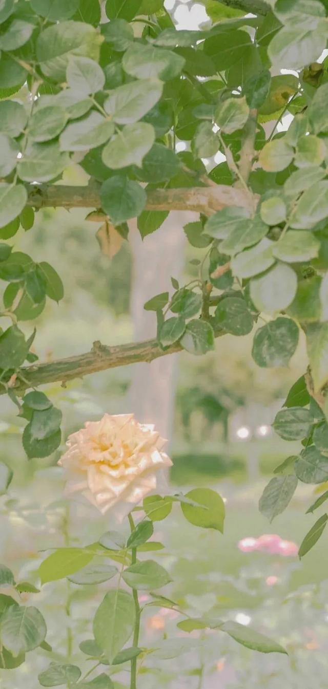 清新唯美的壁纸，小清新唯美手机壁纸