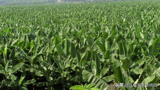 香蕉怎么种出来的，香蕉树要种多久才长香蕉（揭秘香蕉种植的全过程）