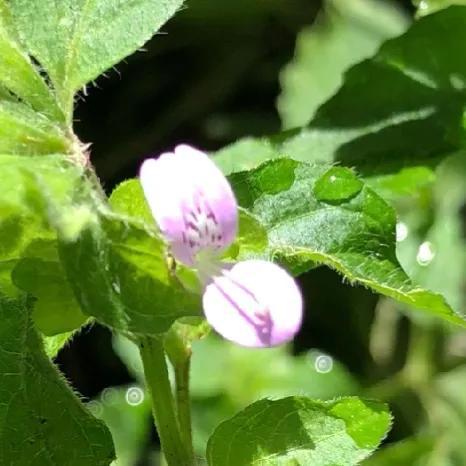 鲜花的花语和花的数目的寓意，鲜花数量的寓意（100种迷人的“数字花”）