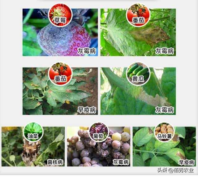 灰霉病用|些什么药。，灰霉病用什么药物疗效最好（“贵族”杀菌剂啶酰菌胺）