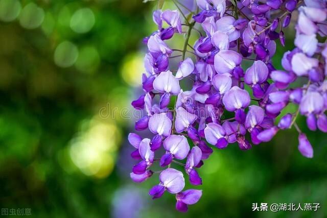 春天的花有哪些，春天21种可以食用的鲜花（一年四季都盛开的花是什么花）