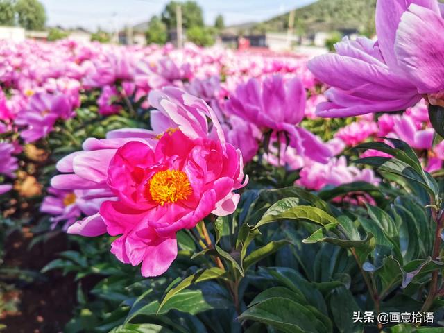 美丽动人是什么意思，美丽动人是形容什么的（邀您领略春末夏初“花相之美”）