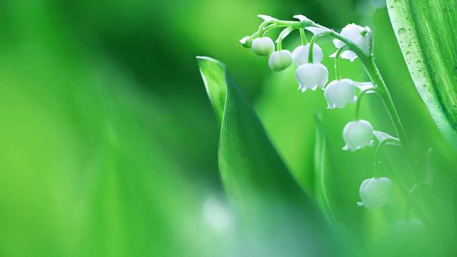 风铃草和铃兰花的区别有哪些，风铃草和风铃花的区别（是一种娇小可爱的观赏花卉）