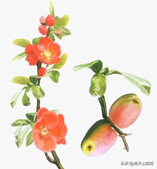 木瓜为什么是苦的，其实它才是真正的本土木瓜