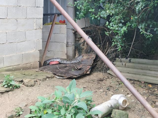 中国最大的蛇是什么蛇，中国最大的蛇是什么蛇图片（广东梅州发现70斤巨蟒）