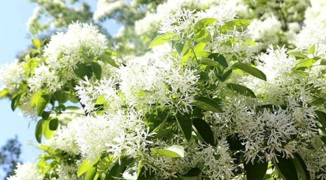 流苏是什么意思，什么的流苏（香飘十里村：千年流苏花开）