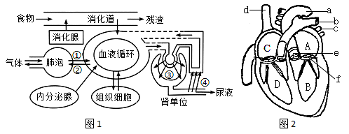 近心端和遠心端示意圖(中考生物一輪複習)