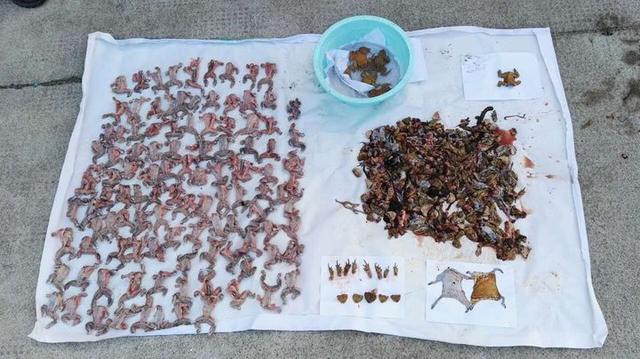 蟾蜍有毒吗，很多人或许都觉得很意外（红色的蟾蜍有毒吗）